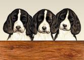 Springer Spaniel Puppies